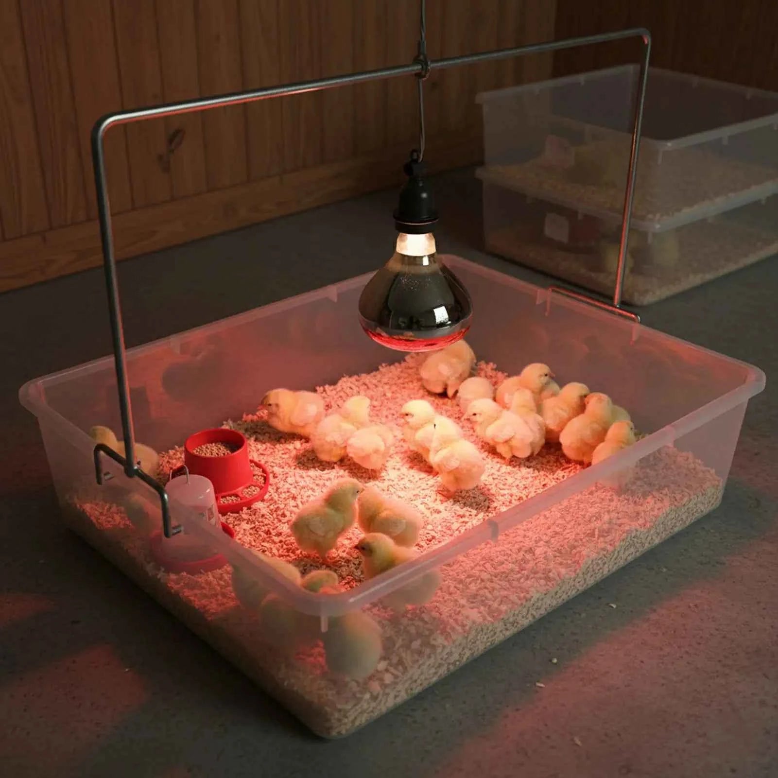 Heating Lamp Infrared Heat Bulb for Animal Brooder Box for Piglets and Chicks