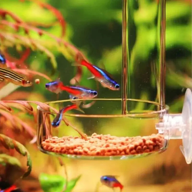 Glass Aquarium Feeder Tube Dish Transparent Fish Tank Shrimp Snail Food Feeder Bowl Aquarium Feeding Accessories Shrimp Feeders
