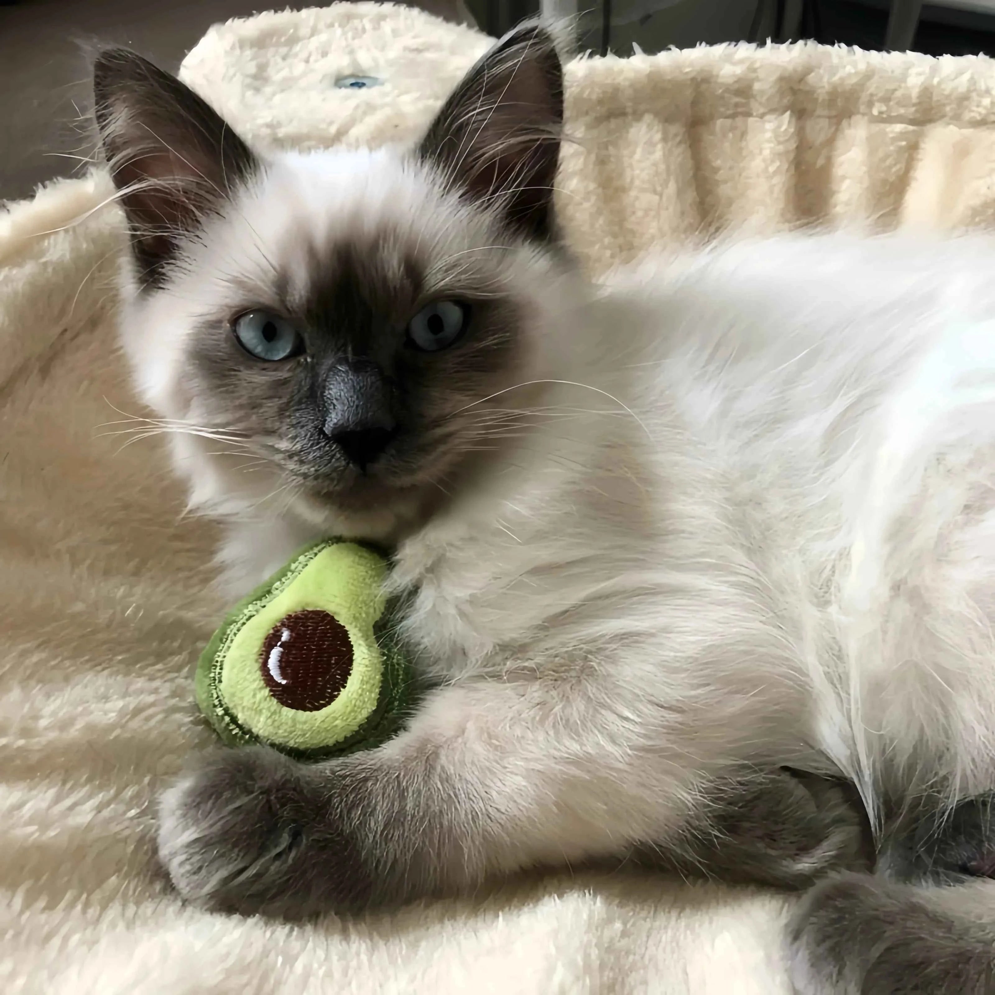 Pet Cute Plush Toy Set Cat Toy With Catmint Kitten Catnip Toy With Scent Cat Mini Catnip Toy Chewing Teeth Grinding Pet Supplies