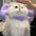Mary Cat Bow Tie Pet Collar Scarf Cat Necklace Decoration Bichon Puppy Leash Toy Cat Home Garden Pet Supplies Accessories