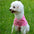 Fashion Dog Clothes for Teddy Small Dogs, Spring Summer Autumn Vest T-shirt Polo Shirt  Cute Dog Clothes for Small Breeds, Cotto