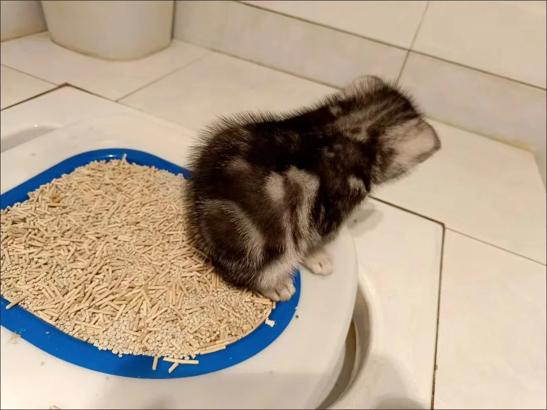 Pet Cat and Dog Toilet Training Artifact Kit Sand Tray Toilet Removable Reusable Trainer Toilet Pet Cleaning Training Products Pet Cat and Dog Toilet Training Artifact Kit Sand Tray Toilet Removable Reusable Trainer Toilet Pet Cleaning Training Products