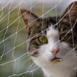 1pc Different Sizes Transparent Cat Safety Net for Balcony and Stairs - Prevents Pet Falls and Escapes - Image 4