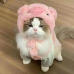 Funny Cat Cap Bear Plush Head Cover Cute Cat Dog Woven Warm Headdress Pet Hat Kitten Puppy Cosplay Costume Accessories - Image 4
