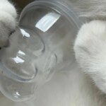 Transparent Pet Fur Keepsake Bottle Pet Cat Hair Storage Jar Kawaii Cat Paw Shape Candy Jars  Multi-purpose Pet Memorial Gift - Image 4