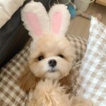 Cat Decorative Pet Products New Warm Cat Head Cover  Plush Cat Lamb Clothes Accessories Hat Rabbit Hat Pet Ear C2V9 - Image 6