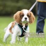 Personalized Velvet Cat Collar Custom Engraved Pet Name Collar For Cats Cat Supplies Cat Collar Belt With Bell Pets Accessories - Image 4