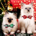 Pet Breakaway Cat Collar Bow Tie And Bell Cute Plaid Christmas Red Elastic Adjustable Dog Collar With Sash Small Bell For Cats - Image 5