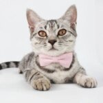 Cute Cat Collar with Bow Tie Adjustable Design Pet Dogs Cats Puppy Necklace Pet Supplies - Image 3
