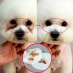 130 Pcs/set of Dog and Cat Cleaning Wipes Pet Eye Wipes Grooming Tear Stain Remover Gentle Non-foaming Wipes Towels - Image 3