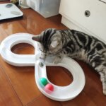 Household Cat Toy Turntable Cat Teasing Set Small Cat Tunnel Sports Stick Supplies Practice Focus Meet Nature Pet  turntable - Image 2