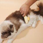 Pet Cat Comb Cat and Dog Hair Removal Brush Cleaning Hair Cleaner Beauty Cleaning Supplies Cat and Dog Universal Pet Supplies - Image 5