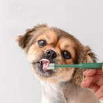 Cat Toothbrush Soft Hair Brush for Cats Mouth Cleaning Cat Brush for Teeth Cleaning Pet Grooming Cats Toothbrush Pet Products - Image 2