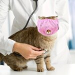 Adjustable Comfortable Cat Muzzle Breathable Mesh, Perfect Grooming Accessory, Safety Protective Mesh Cover, Kitten Protector - Image 3