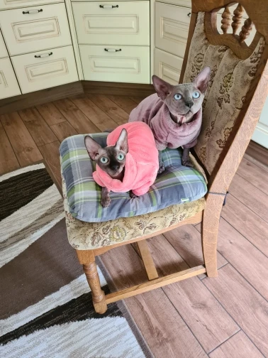 Fashionable Clothes For Cats Sphynx Cat Sweater Kitten Clothing Hound Dog Hoodie Clothes For Sphinx Cat Outfit Pet Jumpsuits