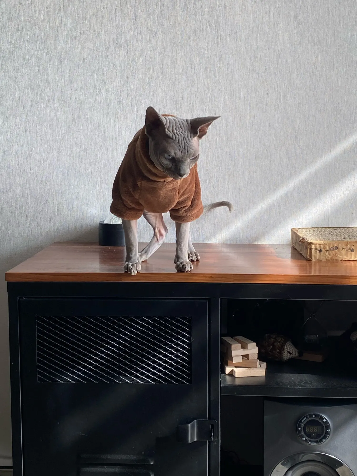 Fashionable Clothes For Cats Sphynx Cat Sweater Kitten Clothing Hound Dog Hoodie Clothes For Sphinx Cat Outfit Pet Jumpsuits