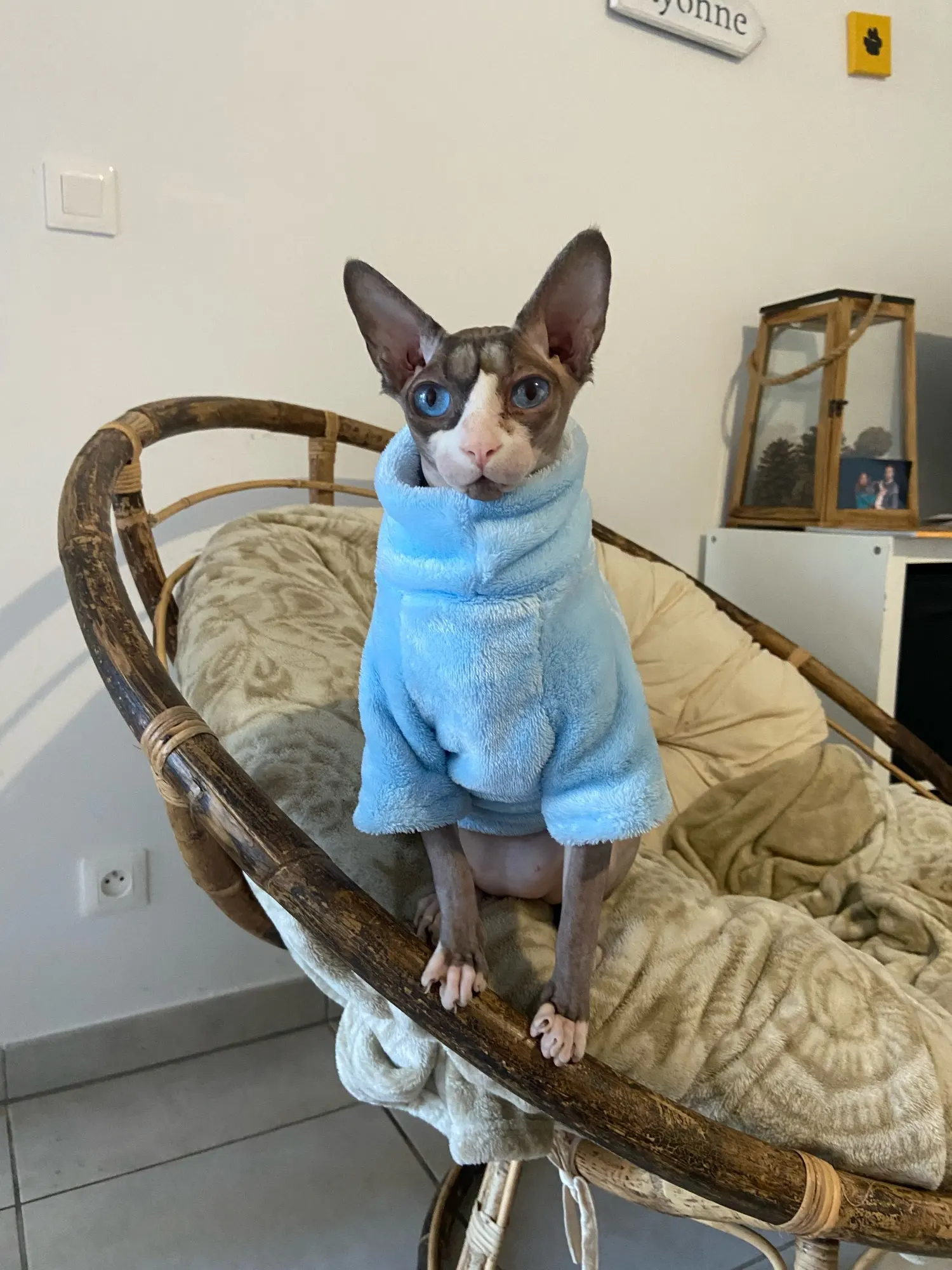 Fashionable Clothes For Cats Sphynx Cat Sweater Kitten Clothing Hound Dog Hoodie Clothes For Sphinx Cat Outfit Pet Jumpsuits