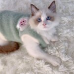 Soft Cat Clothes For Small Medium Dog Cats Pets Warm Kittens Clothes for Winter Kitten Small Kitten Stuff Clothing Vests - Image 4