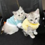 Newborn Cat Kitten Velvet Clothing Winter Warm Little Pet Sweater for Small Animals Bunny Pullovers Clothes Teacup Poodle XXXS - Image 3