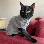 Warm Knitted Sphynx Cat Sweater Winter Pet Clothes for Cats mascotas Clothing Katten Kedi Kitten Puppy Pullovers ropa para gatos - Image 6