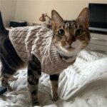 Cat Puppy Sweaters Autumn Winter Pet Knitted Sweater Jumper for Small Dogs Cats Kitten Pullovers Sphynx Clothing ropa para gatos - Image 4