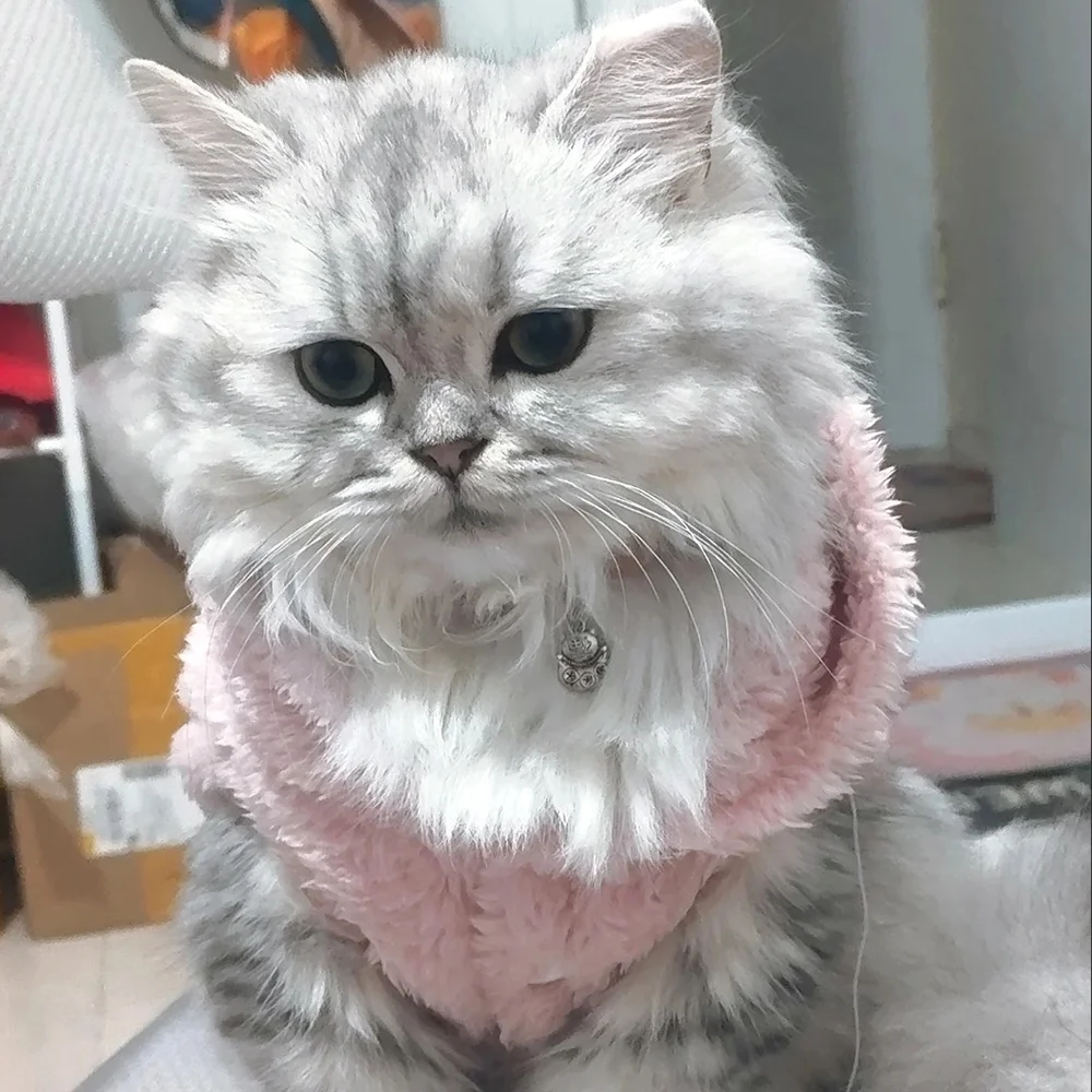 Rabbit Ears Cute Cat Clothes For Small Medium Dogs Cats Puppy Soft Pet Outfits Cozy Pets Kitty Coat Winter Warm Sphynx Hoodie Rabbit Ears Cute Cat Clothes For Small Medium Dogs Cats Puppy Soft Pet Outfits Cozy Pets Kitty Coat Winter Warm Sphynx Hoodie