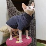 Sphynx Cat Clothes Winter Thick Pet Clothes for Small Dogs Cats Pullover Shirt Soft Warm Hairless Cat Pajamas Dachshund Clothing - Image 4