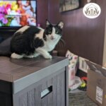 Winter-Proof Outdoor Cat Houses for Multiple Ferals, Weather-Resistant Enclosure with Litter Box - Image 3