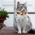 Reflective Cat Collar with Apple AirTag Holder Adjustable and Stylish Design for Kitten Safety - Image 3