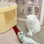 Customized pet photos, plush pillows, personalized cat and dog shaped sofa cushions for people aged 14 and above - Image 4