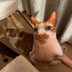 Customized pet photos, plush pillows, personalized cat and dog shaped sofa cushions for people aged 14 and above - Image 6