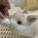 Transparent Rabbit Hair Keepsake Bottle Pet Hair Storage Capsule Keychain Thoughtful Gift for Rabbit Lovers And Owners - Image 2