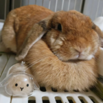 Transparent Rabbit Hair Keepsake Bottle Pet Hair Storage Capsule Keychain Thoughtful Gift for Rabbit Lovers And Owners - Image 3