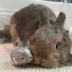 Transparent Rabbit Hair Keepsake Bottle Pet Hair Storage Capsule Keychain Thoughtful Gift for Rabbit Lovers And Owners - Image 4