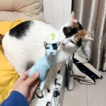 Customized Pet Pillow with Personalized Plush Cat and Dog Design, Polyester Fiber