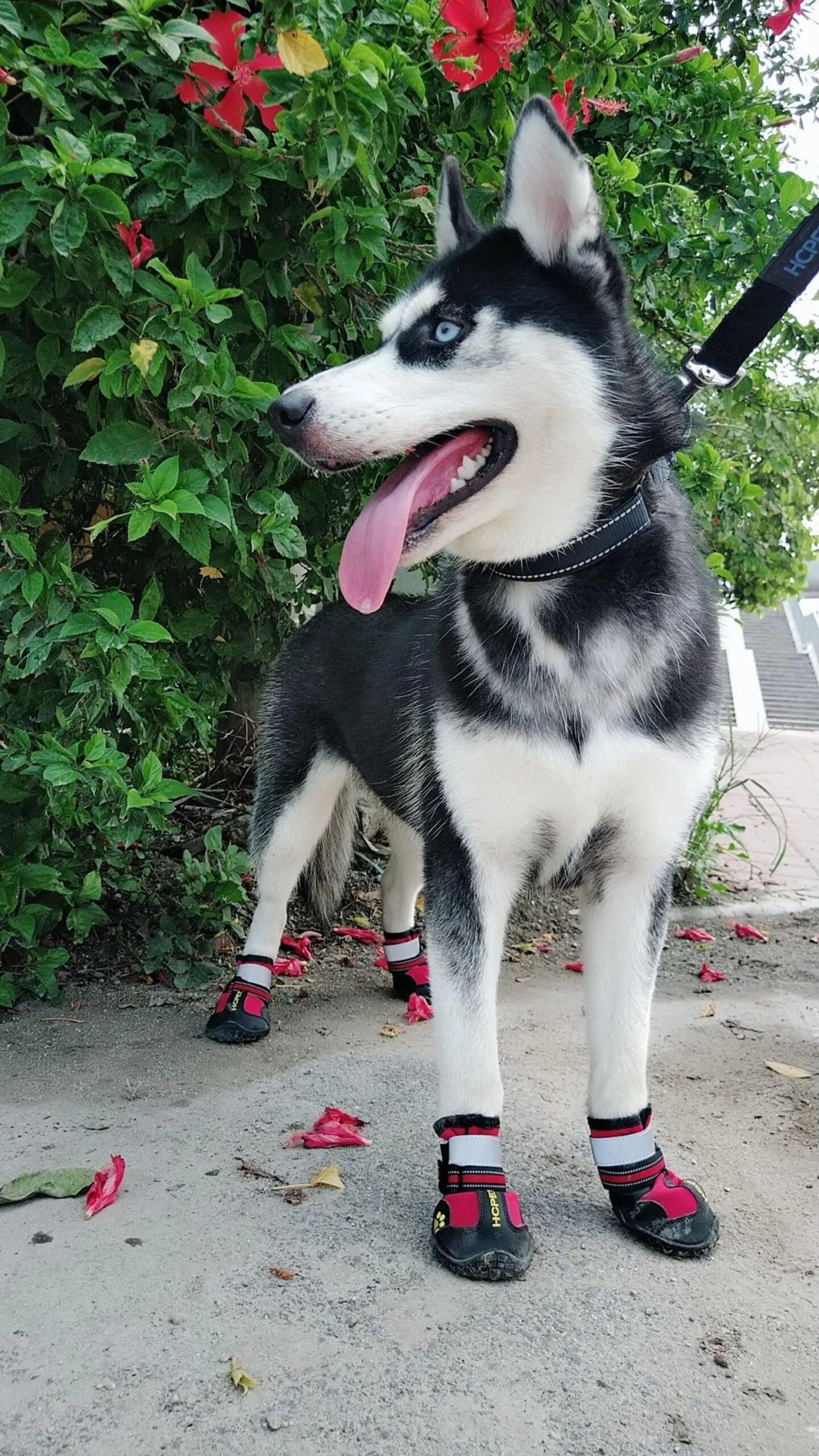 Reflective Dog Shoes Sneaker Waterproof Anti Skid Winter Dog Boots Footwear Socks Pet Shoes for Husky Medium Large dogs