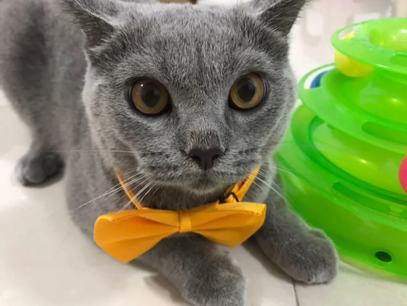 50pcs Mix Color Bow Ties Bowknot for Dogs Cat Grooming Accessories Small Animal Children Adjustable Bowtie Pet Product Wholesale