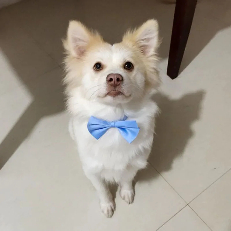 50pcs Mix Color Bow Ties Bowknot for Dogs Cat Grooming Accessories Small Animal Children Adjustable Bowtie Pet Product Wholesale