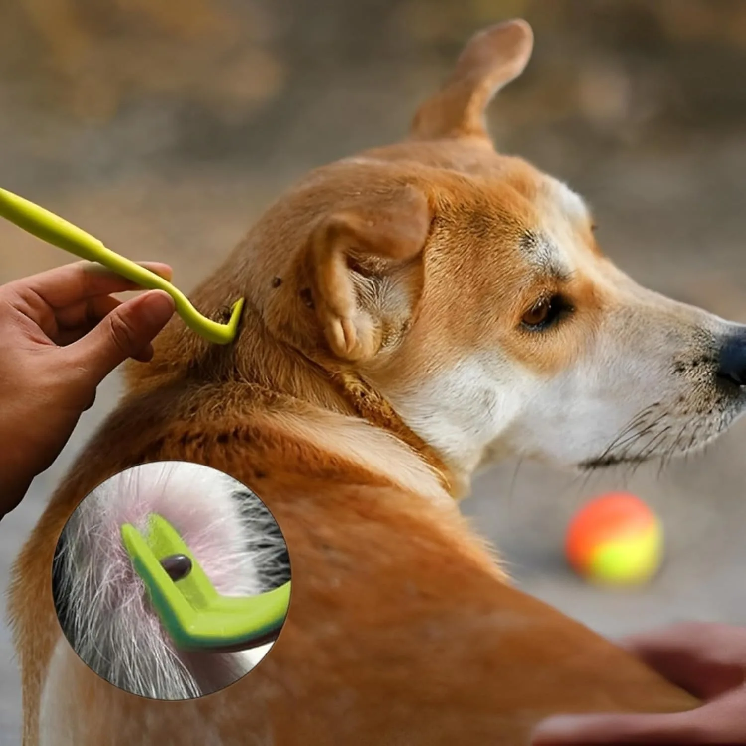 5pcs Flea Remover Hook Tick Removal Tweezer Ticks Pull Pet Cat Dog Accessaries Scratching Extractor Mite Tweezers Comb Louses P 5pcs Flea Remover Hook Tick Removal Tweezer Ticks Pull Pet Cat Dog Accessaries Scratching Extractor Mite Tweezers Comb Louses P