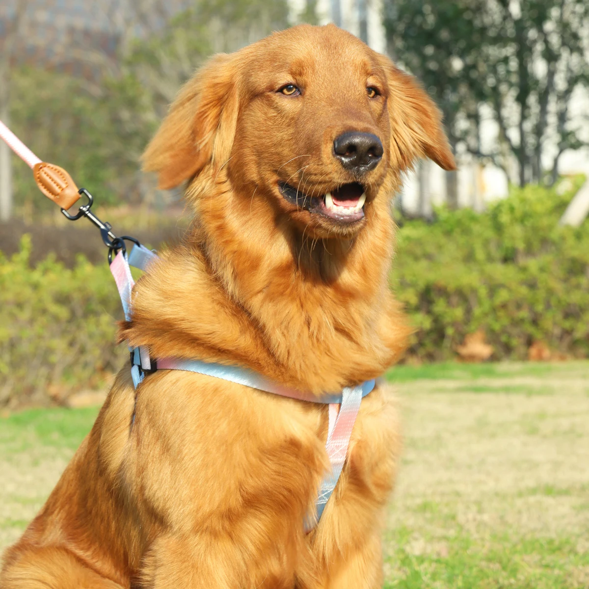 A set of colorful pet harness with leash and dog leash for indoor and outdoor use
