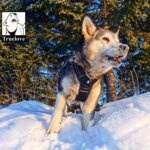 True Love Pet No Pull Adjustable Dog Harness and Leash Set for Medium & Large Dogs TLL5551 TLL2112 - Image 2