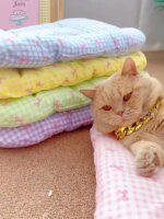 Cute Plaid  Winter Cushion  Chic Pet Mat Soft Reversible Washable Pad for Bed, Sofa Non-Slip Comfort Mat for Puppy Kitten Small - Image 4