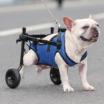 Pet Trolley Adjustable Hind Leg Disabled Pet Dog Mobility Aid Light Rehabilitation Legs Pet Wheelchair Walk Trolley Tools - Image 2
