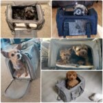 Dog Carrier Bag Soft Side Backpack Cat Pet Carriers Dog Travel Bags Airline Approved Transport For Small Dogs Cats Outgoing - Image 6