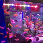 Multi-color 17-47cm Aquarium LED Lighting Submersible Mood Lamp USB Waterproof Fish Tank Decorative Plant Grow Light Accessories - Image 6
