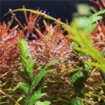 GUYU New Aquarium LED Lamp 25/35/65W Water Grass WRGB Full Spectrum Algae Downlight for Native Stream Fish Tank - Image 4