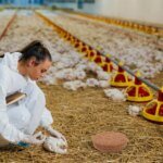 12pcs Nesting Pads Coconut Fiber Chicken Parrots Breeding Coop Bedding Bird Cage Box Liners Pigeon Nest Mat for Bird Nests NEW - Image 2