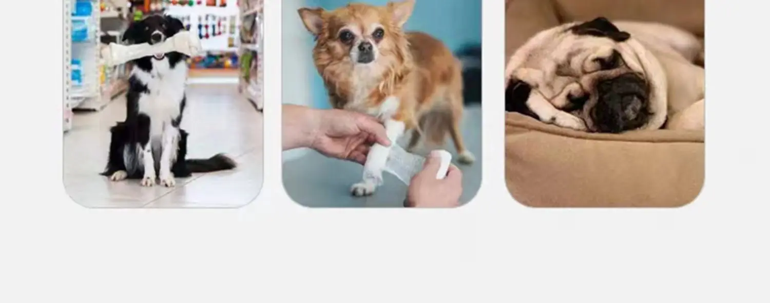 Cats Go Out For Portable Riding With Shoulder Bags Cats With Chest Bags Small Dogs Riding Pet Cat Bags On Their Shoulders Cats Go Out For Portable Riding With Shoulder Bags Cats With Chest Bags Small Dogs Riding Pet Cat Bags On Their Shoulders