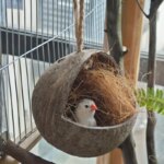 Coconut Bird Nest Hut with Ladder for Parrots Parakeet Conures Cockatiel - Small Animals House Pet Cage Habitats Decor - Image 3