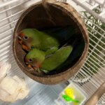 Coconut Bird Nest Hut with Ladder for Parrots Parakeet Conures Cockatiel - Small Animals House Pet Cage Habitats Decor - Image 5